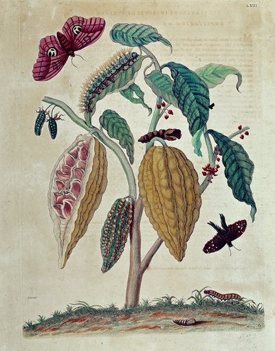 Cacau - em "História Geral dos Insectos do Suriname e de Toda a Europa" por Maria Sibylla Merian de Maria Sibylla Merian