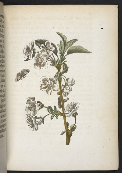 A maravilhosa transformação da lagarta e o estranho alimento floral da lagarta...
