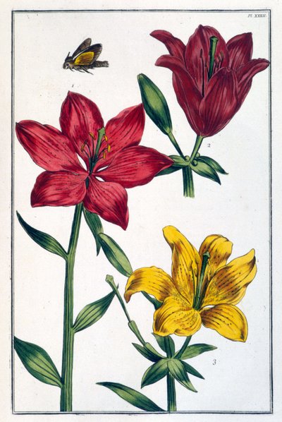 Red lily - in "Histoire générale des insects de Surinam et de toute l