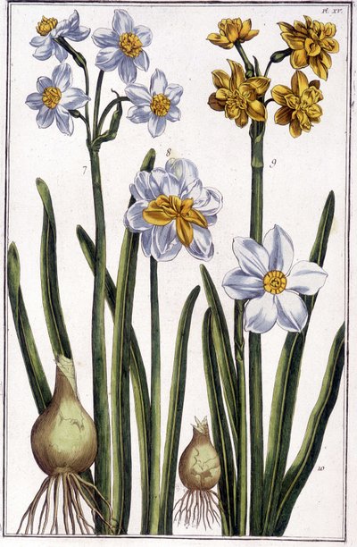 Narciso - em "História geral dos insetos do Suriname e de toda a Europa" por Maria Sibylla de Merian, ed. Desnos, Paris de Maria Sibylla Merian