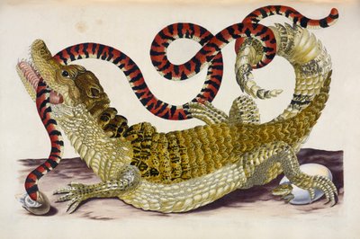 Suriname Caiman Protegendo seus filhotes de uma Cobra Coral de Maria Sibylla Merian