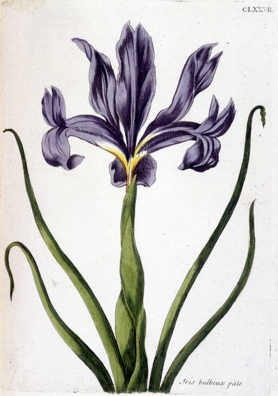 Imagem desconhecida de Maria Sibylla Merian