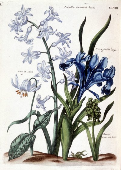 Histoire générale des insects de Surinam et de toute l