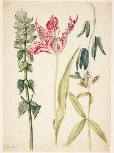 3 flores, no meio uma tulipa de Maria Sibylla Merian