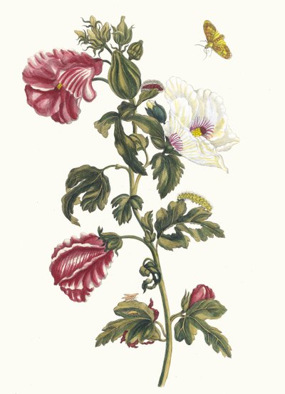 Althea. Do livro Metamorphosis insectorum Surinamensium, 1705. de Maria Sibylla Merian