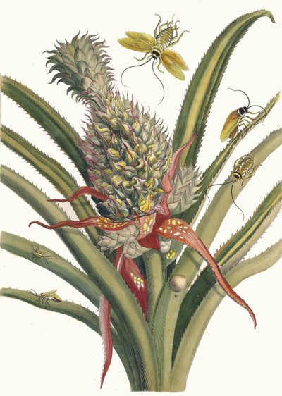 Ananás. Do livro Metamorphosis insectorum Surinamensium, 1705. de Maria Sibylla Merian