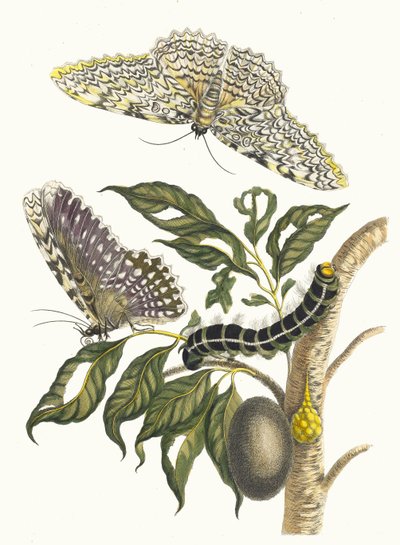 Arbre de gomme-gutte. Do livro Metamorphosis insectorum Surinamensium, 1705. de Maria Sibylla Merian
