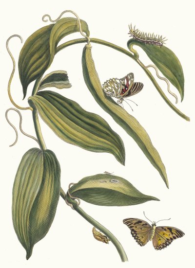 Banille. Do livro Metamorphosis insectorum Surinamensium, 1705. de Maria Sibylla Merian