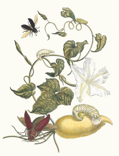 Batatas. Do livro Metamorphosis insectorum Surinamensium, 1705. de Maria Sibylla Merian