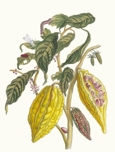 Cacau. Do livro Metamorphosis insectorum Surinamensium, 1705. de Maria Sibylla Merian