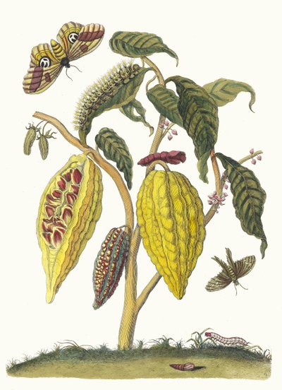 Cacau. Do livro Metamorphosis insectorum Surinamensium, 1705. de Maria Sibylla Merian
