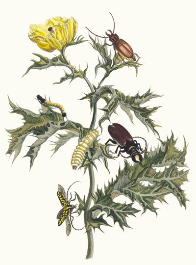 Carduus spinosus. Do livro Metamorphosis insectorum Surinamensium, 1705 de Maria Sibylla Merian