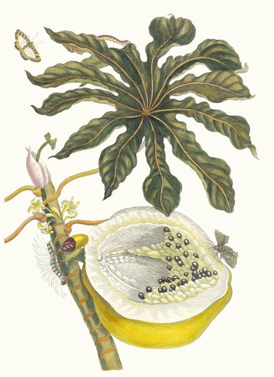 Floresta. de Maria Sibylla Merian