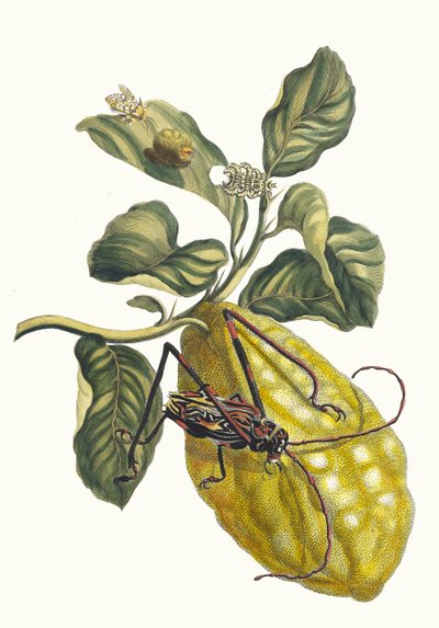 Citronier. Do livro Metamorphosis insectorum Surinamensium, 1705. de Maria Sibylla Merian