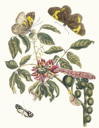Coronilla Americana Arborescens. Do livro Metamorphosis insectorum Surinamensium, 1705 de Maria Sibylla Merian