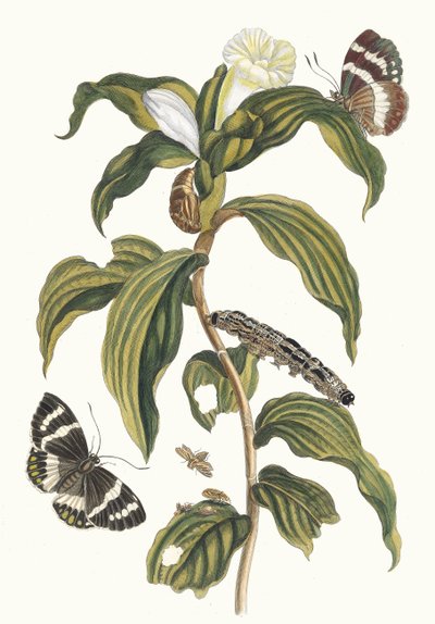 Costus arabicus. Do livro Metamorphosis insectorum Surinamensium, 1705 de Maria Sibylla Merian