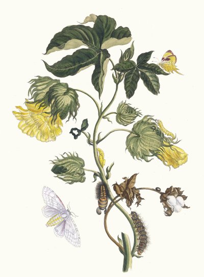 Cotonier. Do livro Metamorphosis insectorum Surinamensium, 1705. de Maria Sibylla Merian