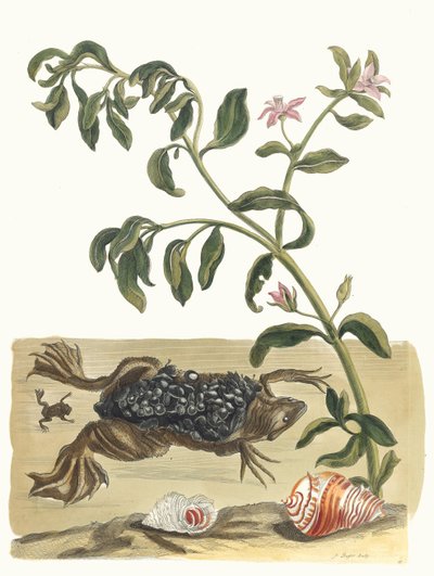 Cresson. Do livro Metamorphosis insectorum Surinamensium, 1705. de Maria Sibylla Merian