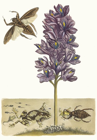 Eichhornia crassipes. Do livro Metamorphosis insectorum Surinamensium, 1705. de Maria Sibylla Merian