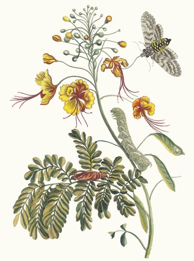 A flor do pavão. Do livro Metamorphosis insectorum Surinamensium, 1705 de Maria Sibylla Merian