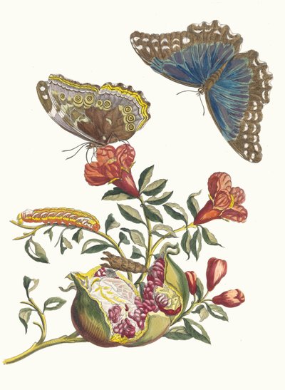 Granadeiro. Do livro Metamorphosis insectorum Surinamensium, 1705. de Maria Sibylla Merian