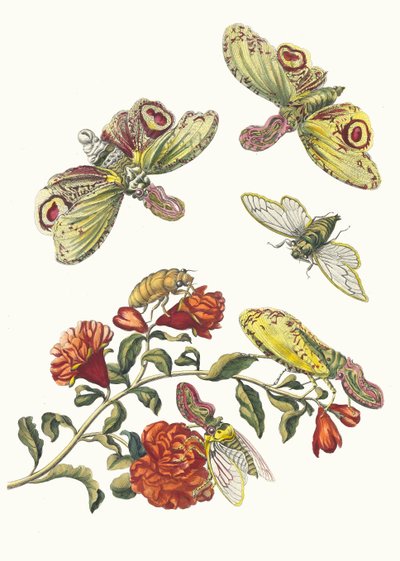 Granadeiro. Do livro Metamorphosis insectorum Surinamensium, 1705. de Maria Sibylla Merian