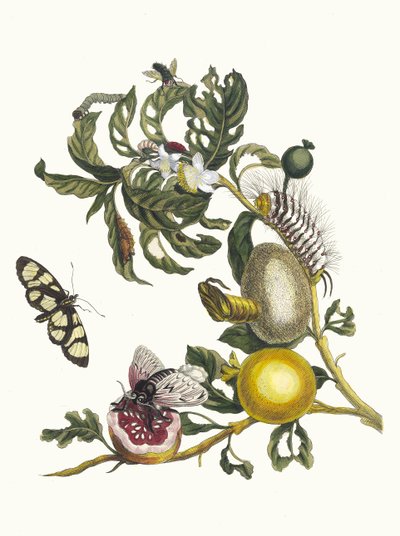 Guajaves. Do livro Metamorphosis insectorum Surinamensium, 1705. de Maria Sibylla Merian