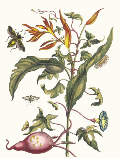 Papagaios Ipomoea batatas e Heliconia. Do livro Metamorphosis insectorum..., 1705 de Maria Sibylla Merian