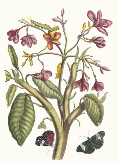 Jasmin des Indes. Do livro Metamorphosis insectorum Surinamensium, 1705. de Maria Sibylla Merian
