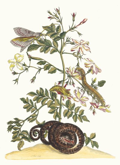 Jasminum grandiflorum. Do livro Metamorphosis insectorum Surinamensium, 1705. de Maria Sibylla Merian