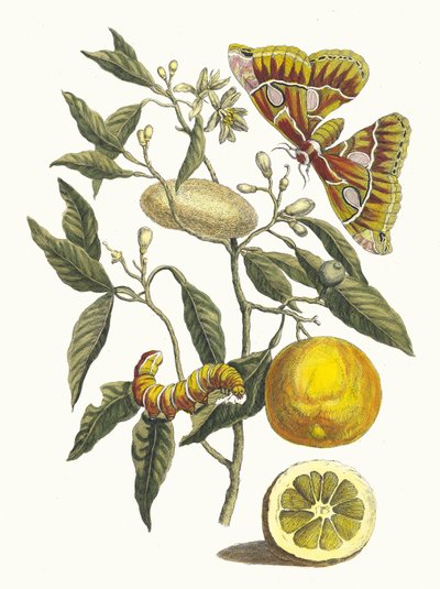 Limão. Do livro Metamorphosis insectorum Surinamensium, 1705. de Maria Sibylla Merian