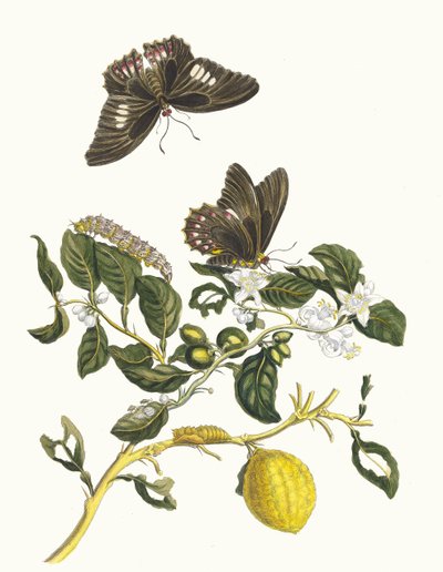 Limoneiro. Do livro Metamorphosis insectorum Surinamensium, 1705. de Maria Sibylla Merian