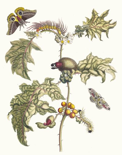 Macai. Do livro Metamorphosis insectorum Surinamensium, 1705. de Maria Sibylla Merian