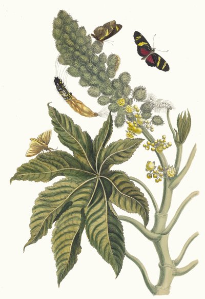 Palma Christi. Do livro Metamorphosis insectorum Surinamensium, 1705. de Maria Sibylla Merian