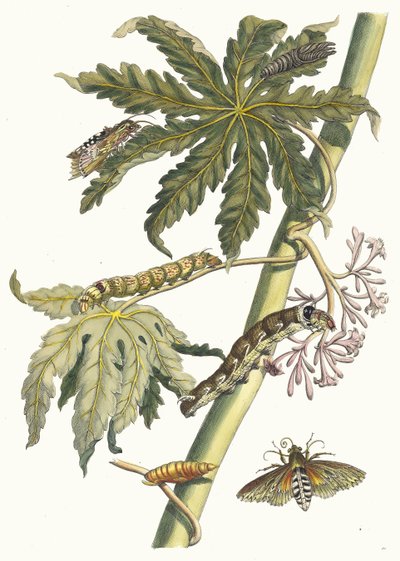 Papai. Do livro Metamorphosis insectorum Surinamensium, 1705. de Maria Sibylla Merian
