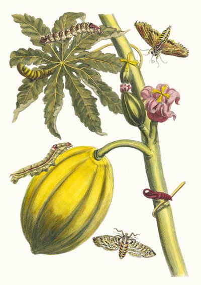 Mamão. Do livro Metamorphosis insectorum Surinamensium, 1705. de Maria Sibylla Merian