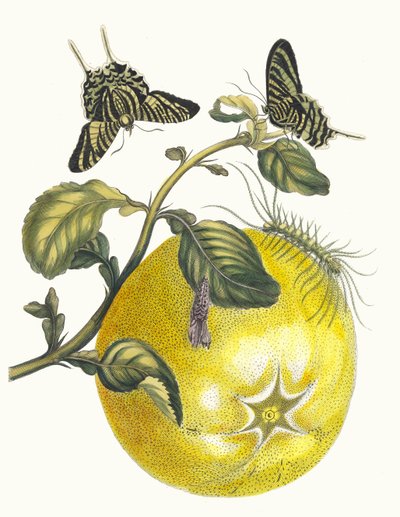 Pompelmo. Do livro Metamorphosis insectorum Surinamensium, 1705. de Maria Sibylla Merian
