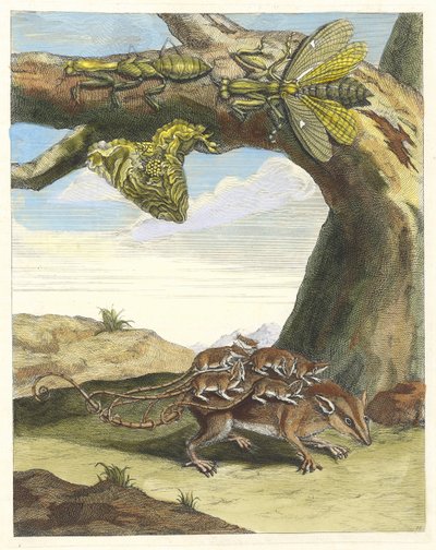 Rato de floresta. Do livro Metamorphosis insectorum Surinamensium, 1705. de Maria Sibylla Merian