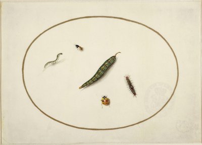 Lagartas e insectos, num oval horizontal, delimitados por uma linha dourada, finamente executados como uma miniatura de Maria Sibylla Merian