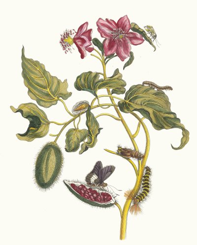 Rocu. Do livro Metamorphosis insectorum Surinamensium, 1705. de Maria Sibylla Merian