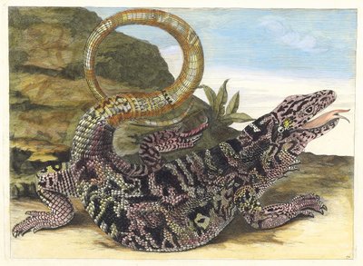 Sauvegarde. Do livro Metamorphosis insectorum Surinamensium, 1705. de Maria Sibylla Merian