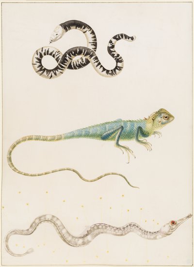 Lagarto-verme sul-americano de cabeça pequena, iguana ou lagarto arborícola das Índias Orientais e peixe-agulha de Maria Sibylla Merian