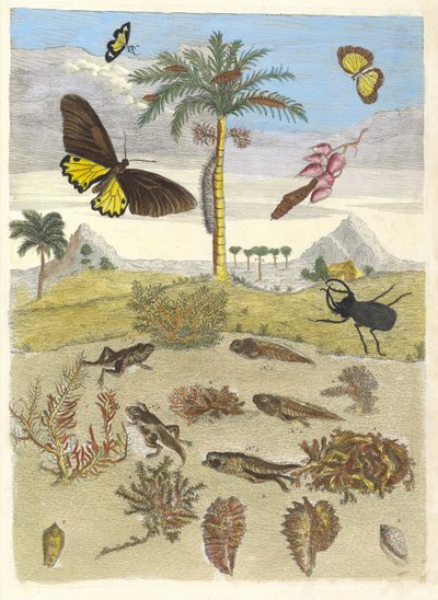 Besouro de veado, anfíbios e palmeiras. Do livro Metamorphosis insectorum..., 1705. de Maria Sibylla Merian