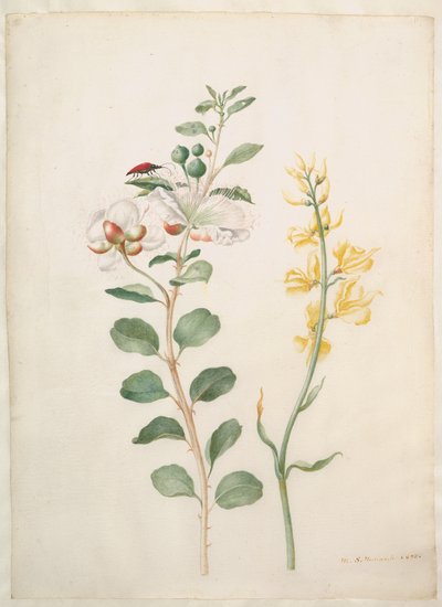  de Maria Sibylla Merian