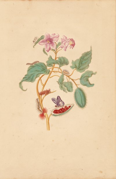 A árvore Rocu com lagartas, traças e borboletas de Maria Sibylla Merian