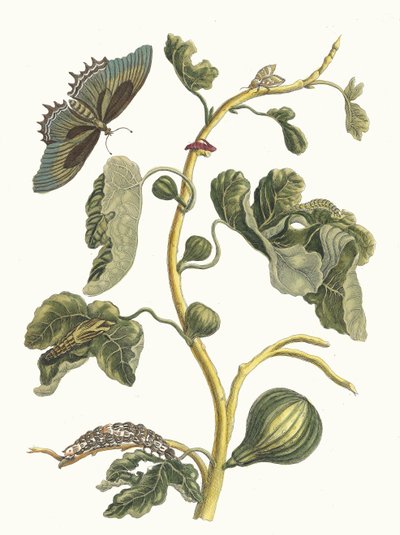 Goiaba Branca. Do livro Metamorphosis insectorum Surinamensium, 1705. de Maria Sibylla Merian