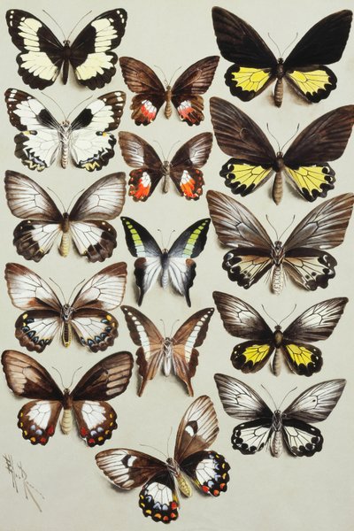 Quinze borboletas rabo de andorinha (família Papilionidae) em três colunas de Marian Ellis Rowan