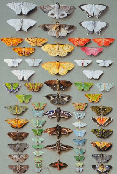 Sessenta e três mariposas, dispostas em três ou cinco colunas irregulares, de Marian Ellis Rowan