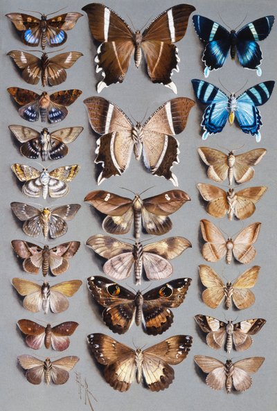 Vinte e quatro mariposas, em três colunas, em sua maioria pertencentes à família Noctuidae de Marian Ellis Rowan