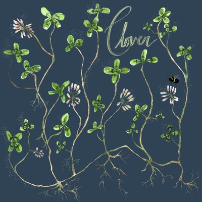 Clover Botanical, 2021 (aguarela sobre papel) de Marianna Kulukundis